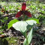 article image - 0322_SpringFlowers